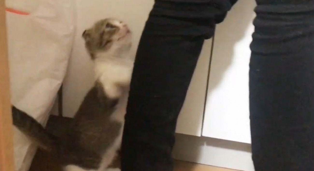 足にすがりつく猫
