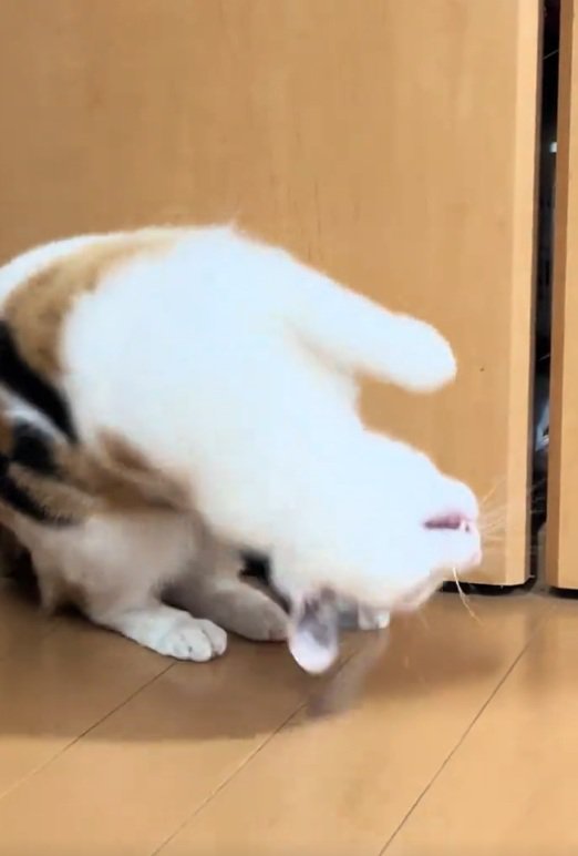 回る猫