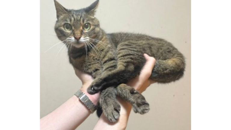 持たれている猫