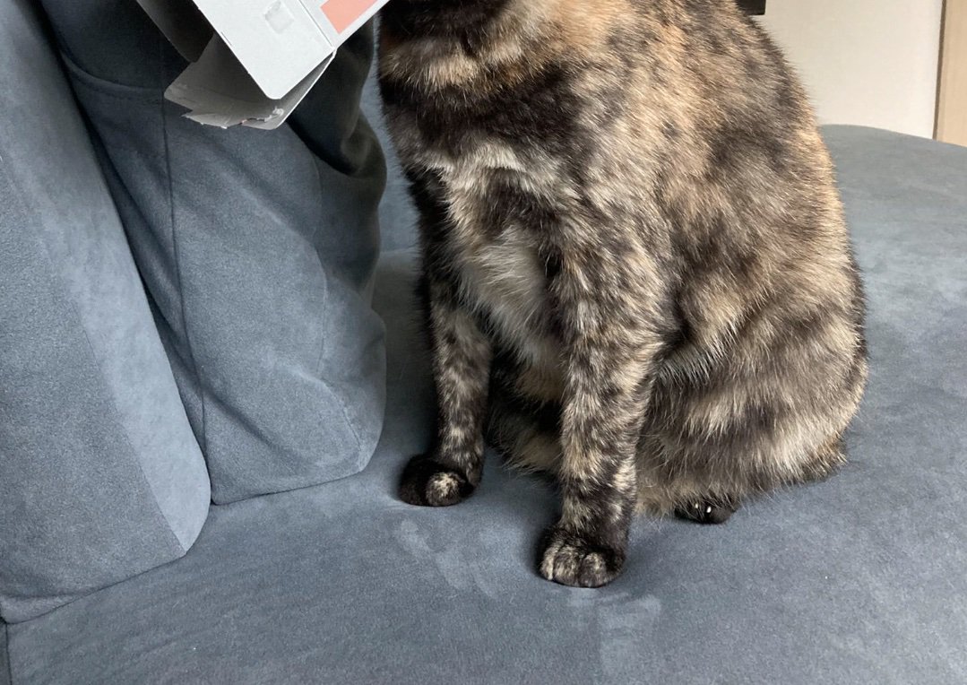 猫の足元2