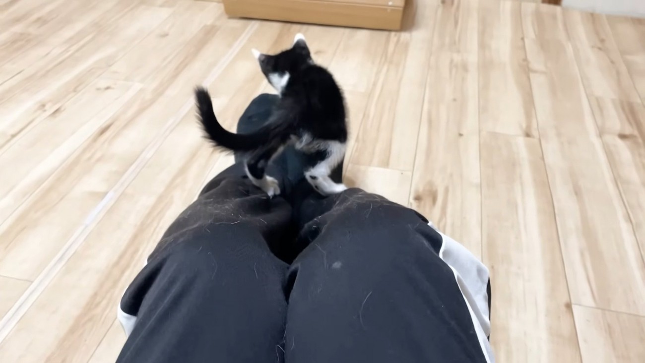 足の甲の上に乗るロアくん