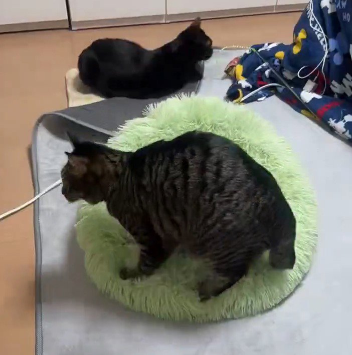 時計回りにペット用ベッドの上を歩く猫