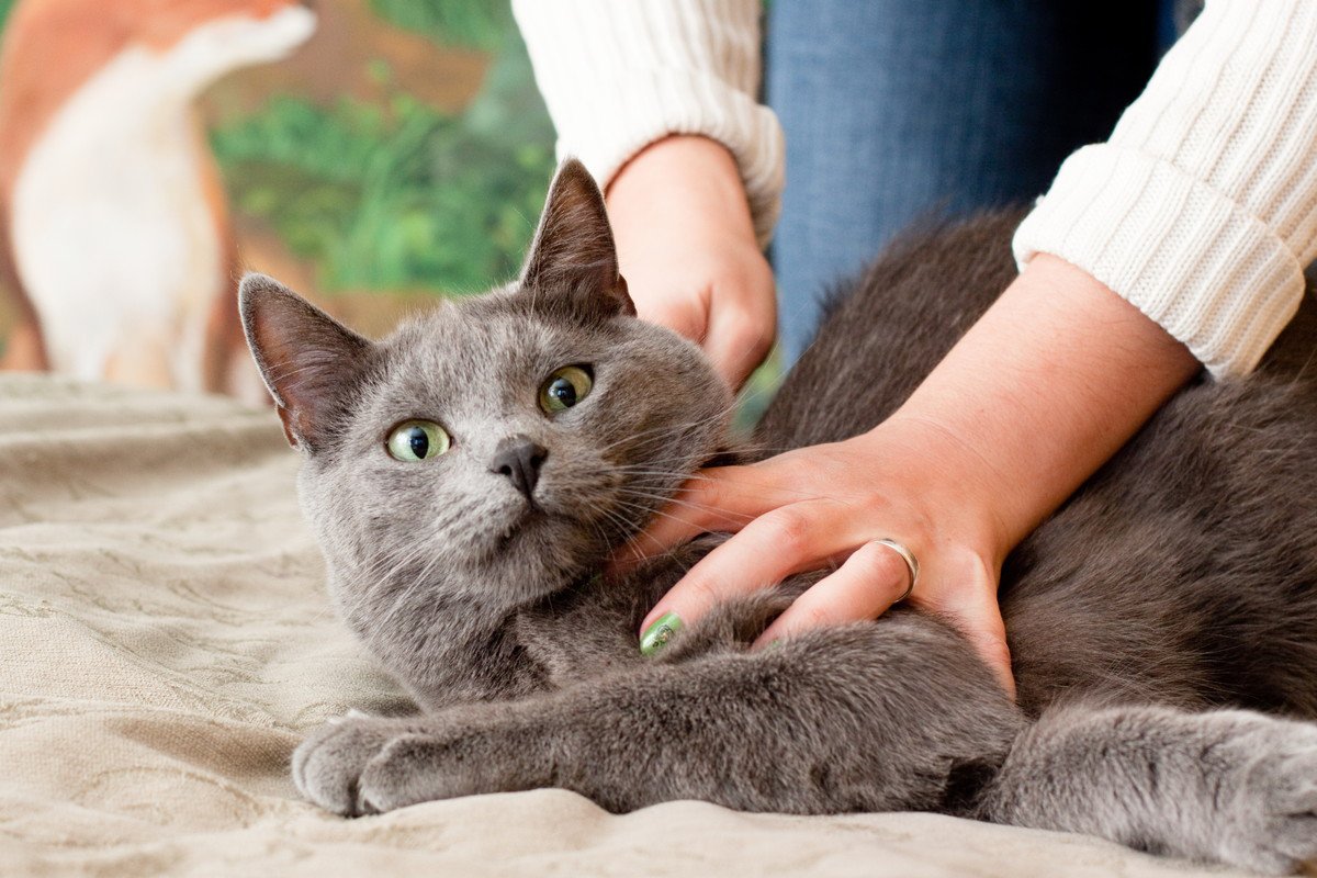猫を飼うのに『不向きな人』の特徴7つ 思い当たるフシがあれば、残念だけど猫のお迎えはあきらめて | ねこちゃんホンポ