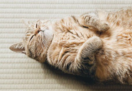 へそ天で眠る猫（手元アップ）