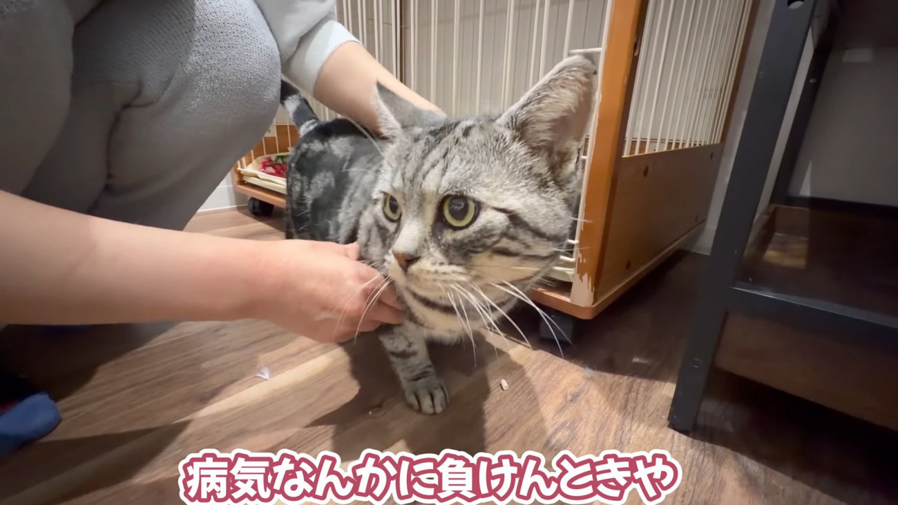 体をなでられる猫