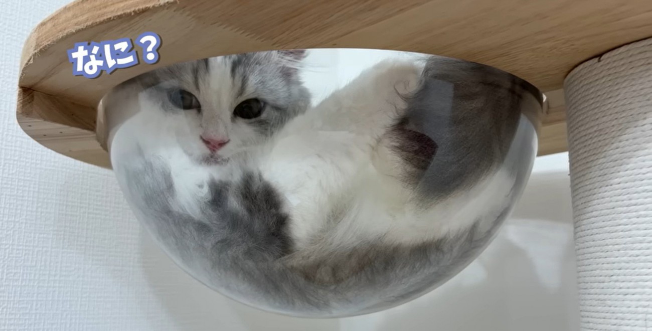 キャットタワーの上にいる猫