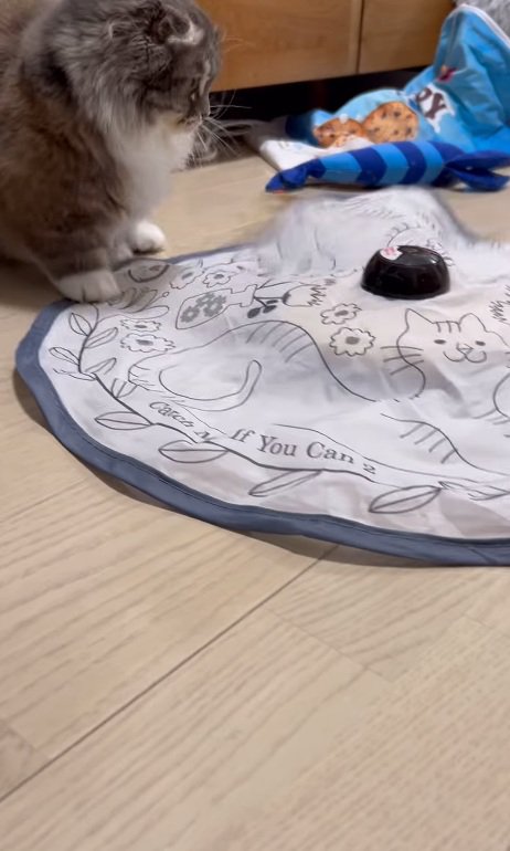 驚く猫
