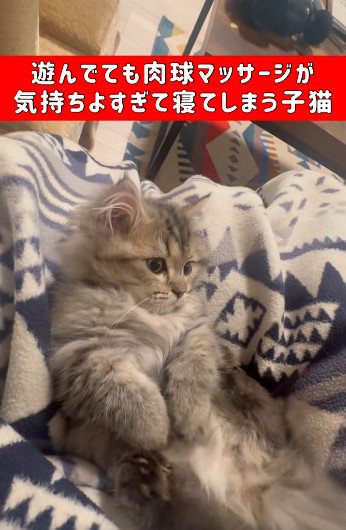 仰向けで自分のしっぽで遊んでいる子猫