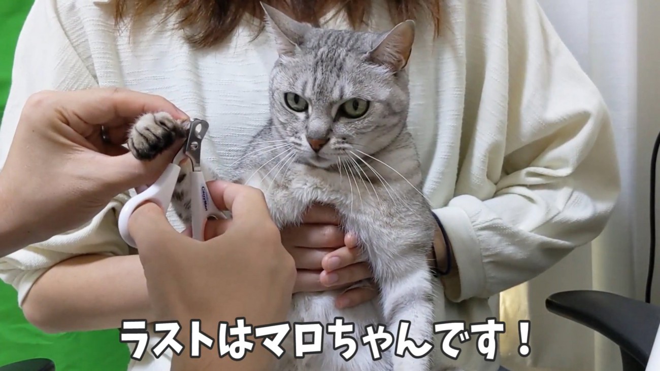 爪切りされるしま模様の猫