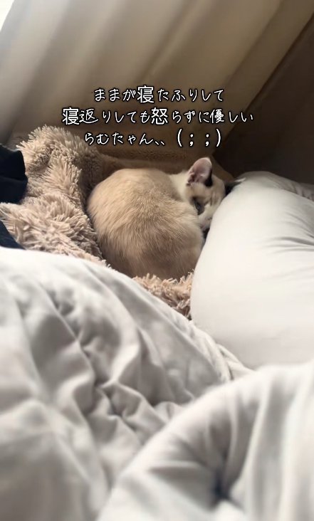 飼い主の足のすぐそばで丸くなって目を開けている猫