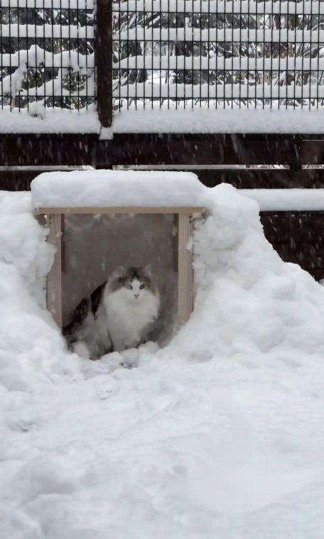 雪の中でかまくらに入るノルウェージャンフォレストキャット