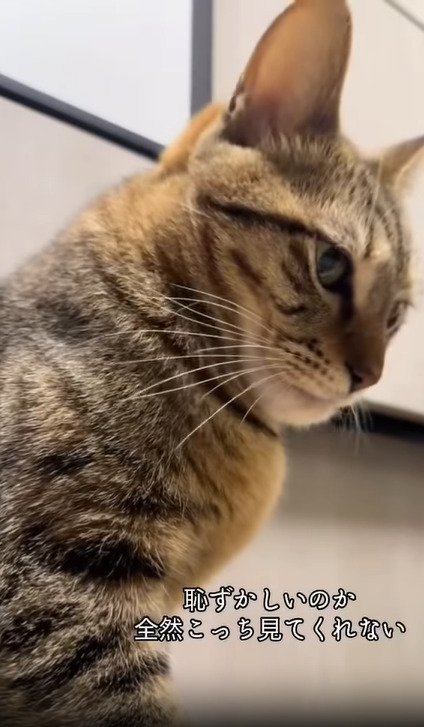 横を向く猫