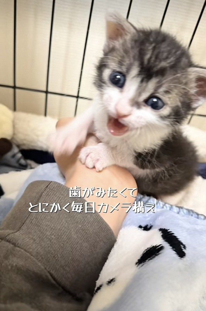 ケージの中で鳴く赤ちゃん猫
