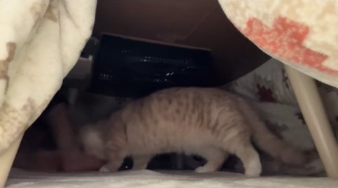 引っ込めている飼い主の足に噛みついている猫