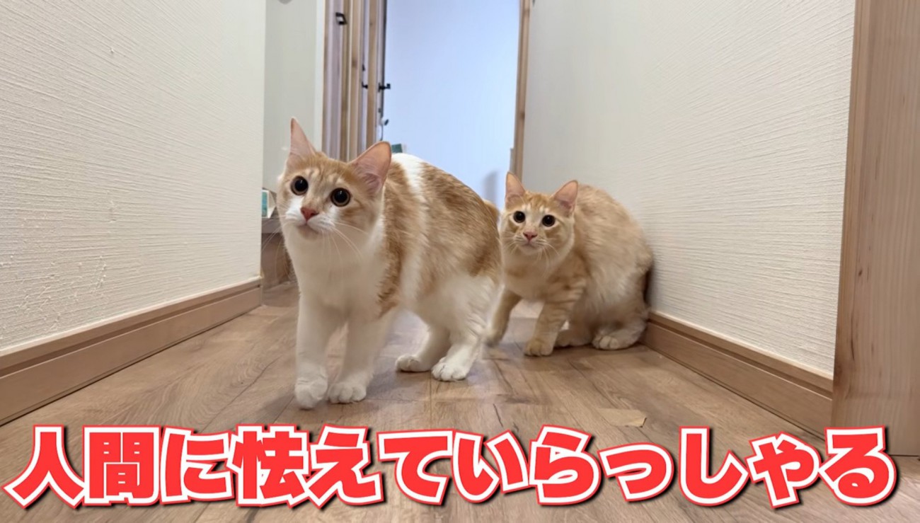 警戒した様子の2匹の猫