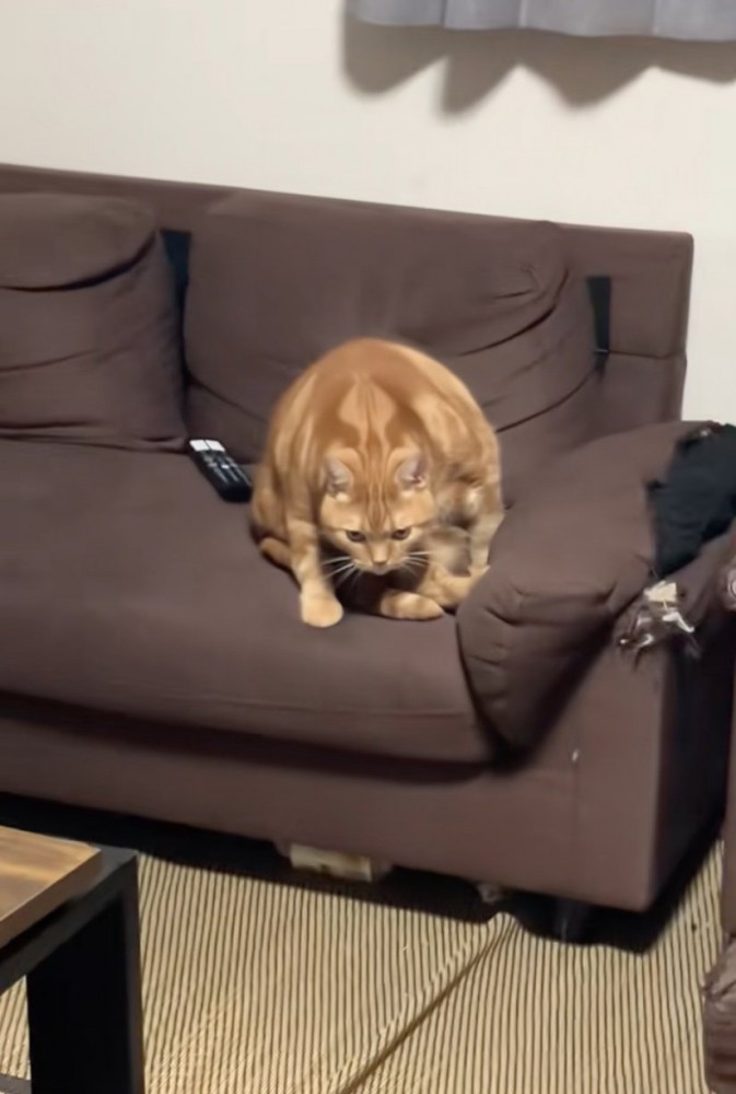 こちらを睨みつける猫