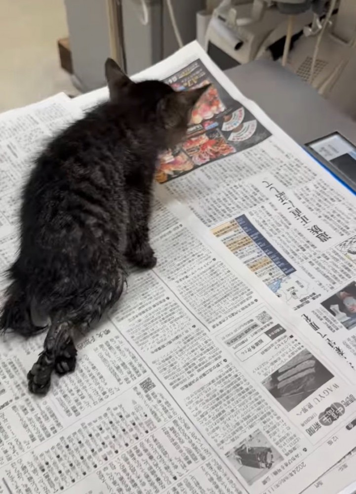 下半身を引き摺りながら歩く子猫