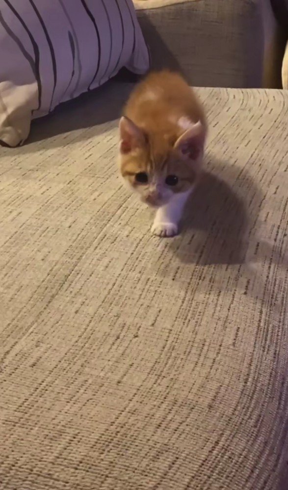 こちらへ向かってくる猫