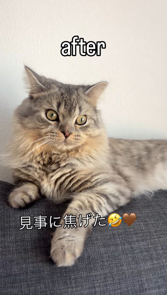 ソファの上に寝そべる猫