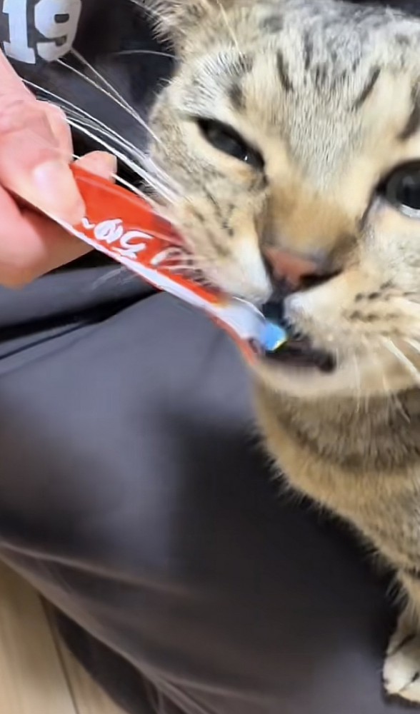 おやつを食べる猫の写真3