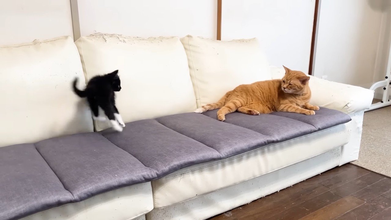 飛び跳ねた姿