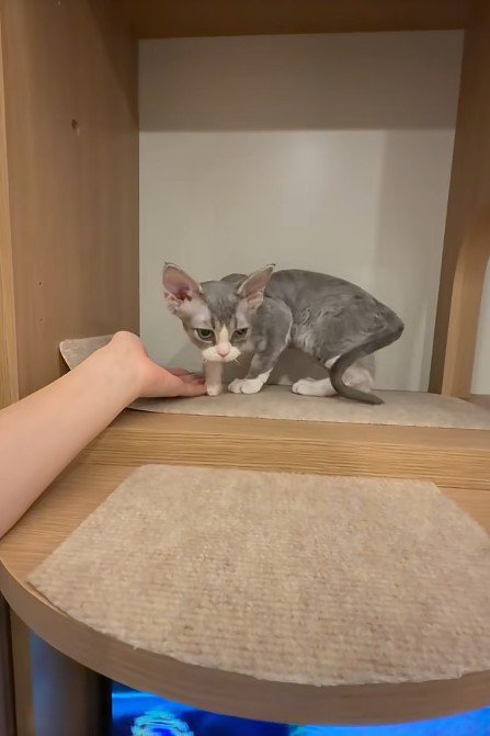 子猫に手を差しだす飼い主
