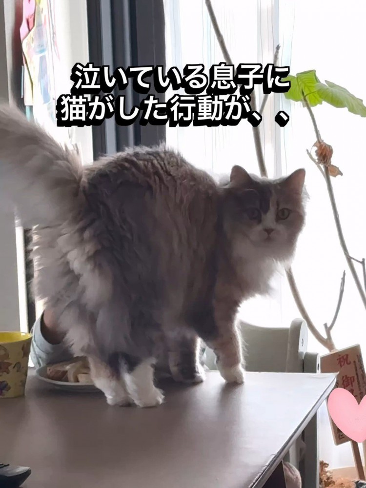 テーブルの上に乗る猫