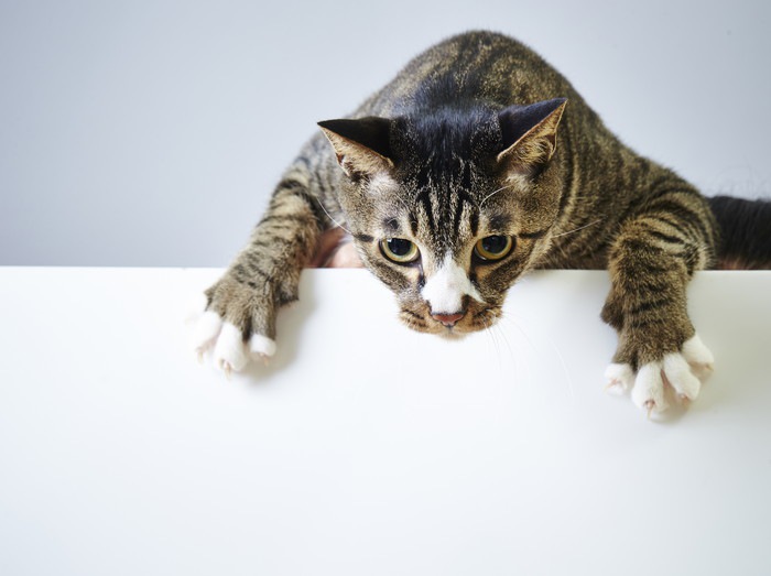 猫と虎の4つの共通点と違う所
