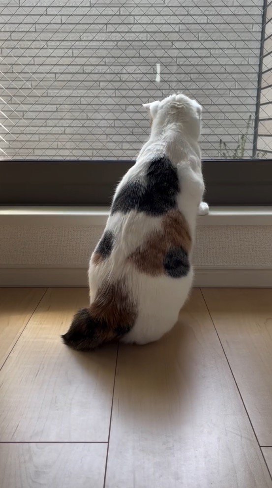 窓の外を見つめる猫