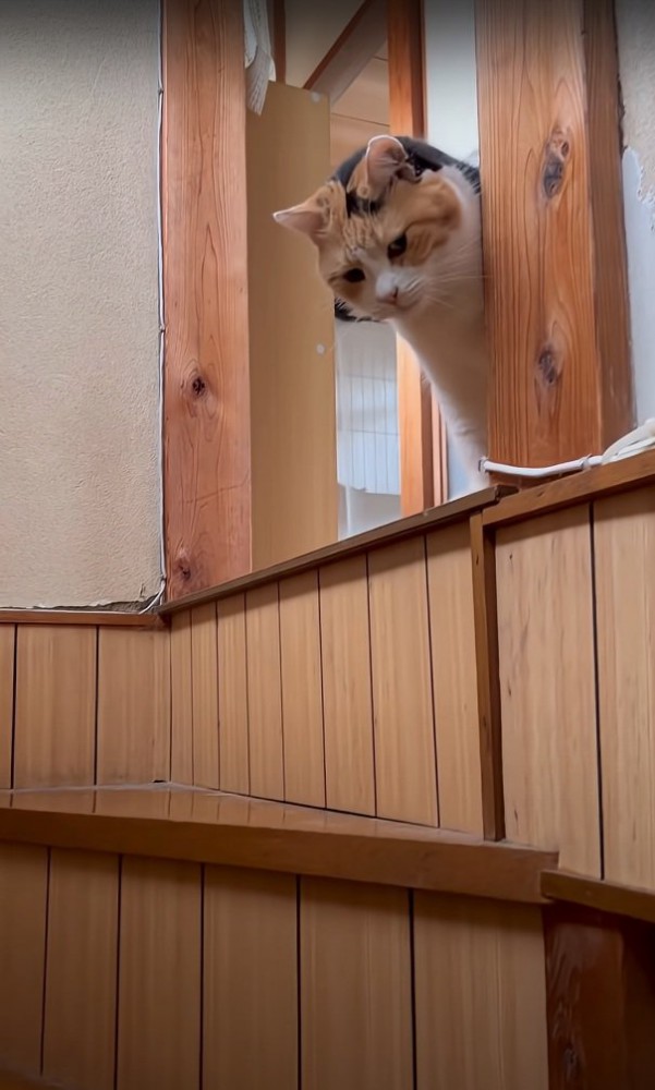 2階で待つ猫