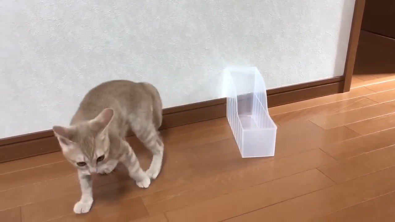 ケースから出ていく猫