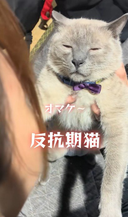 眠そうな猫