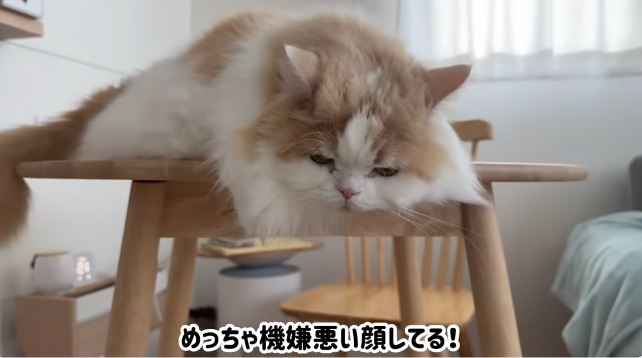 不機嫌な顔の猫