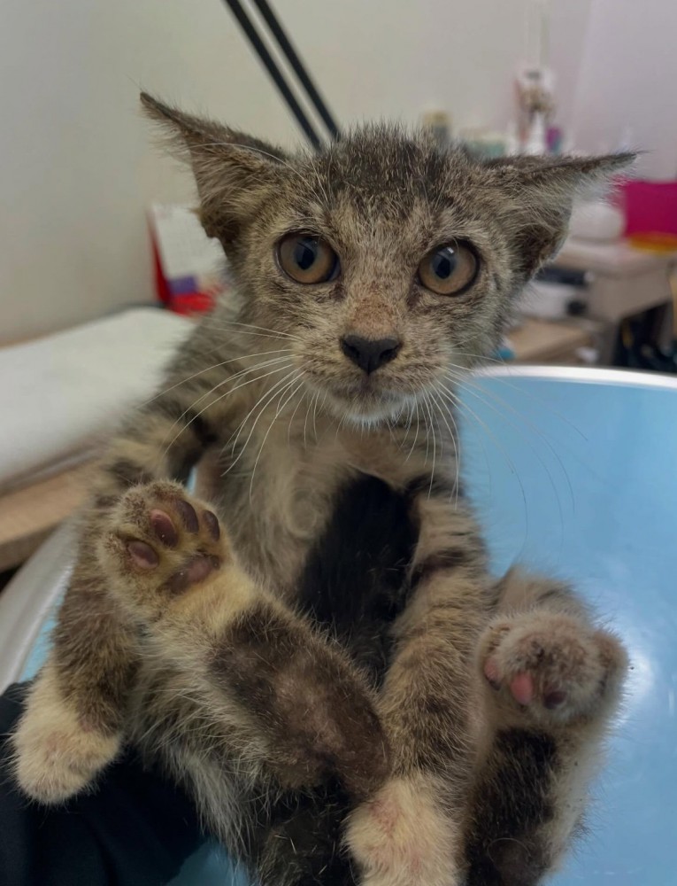 保護された子猫