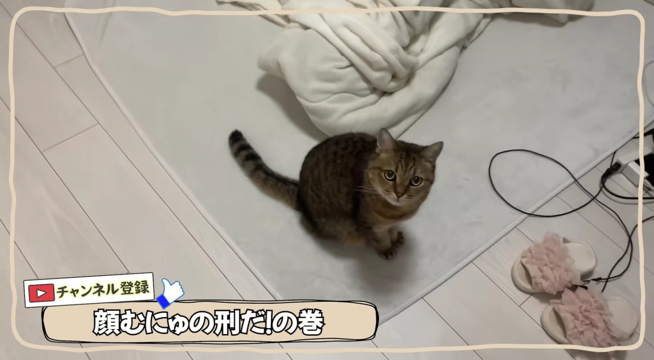 飼い主さんをお出迎えするみにらくん