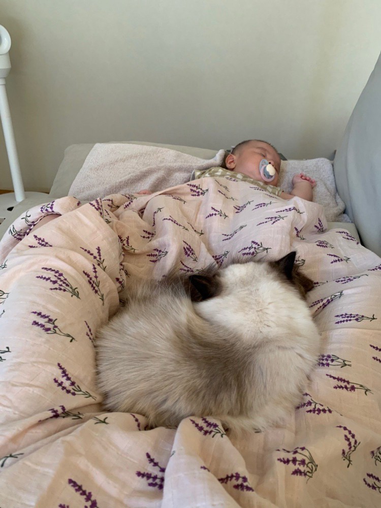 赤ちゃんと寝る猫