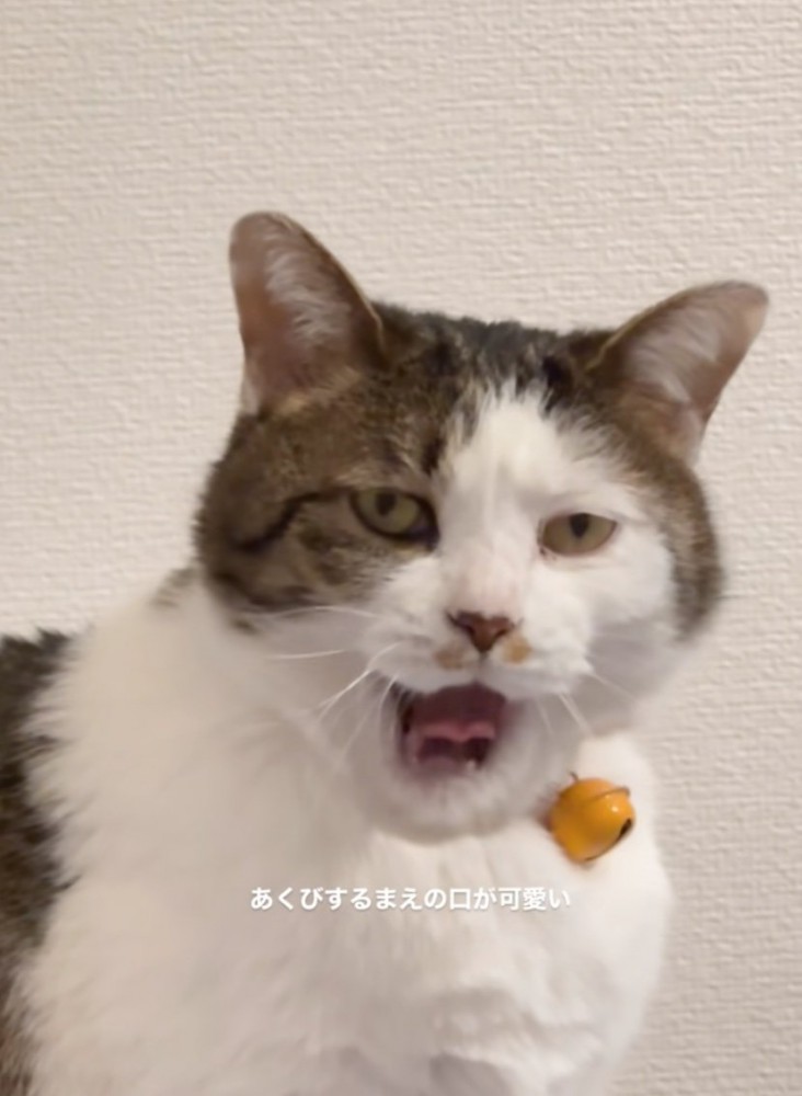 あくびする猫2
