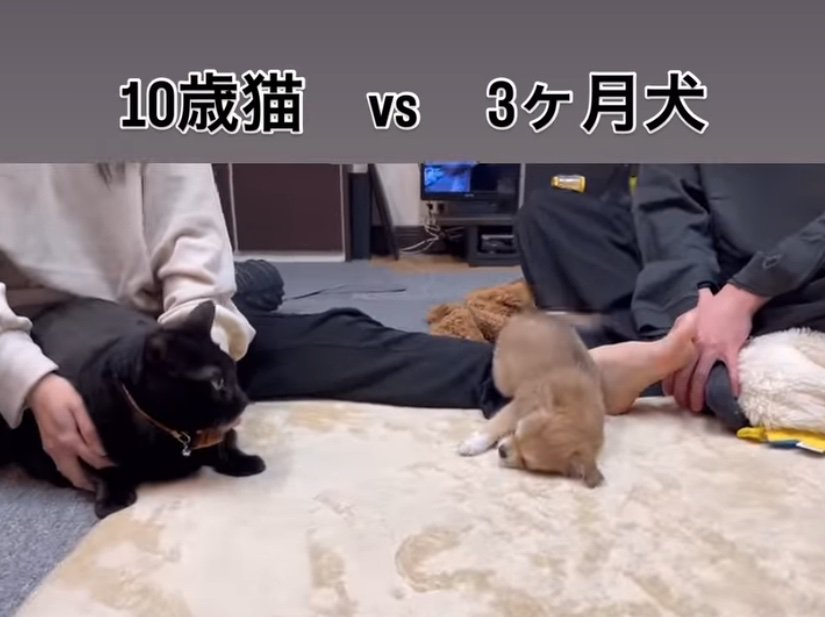お誘いポーズの子犬と見つめる猫