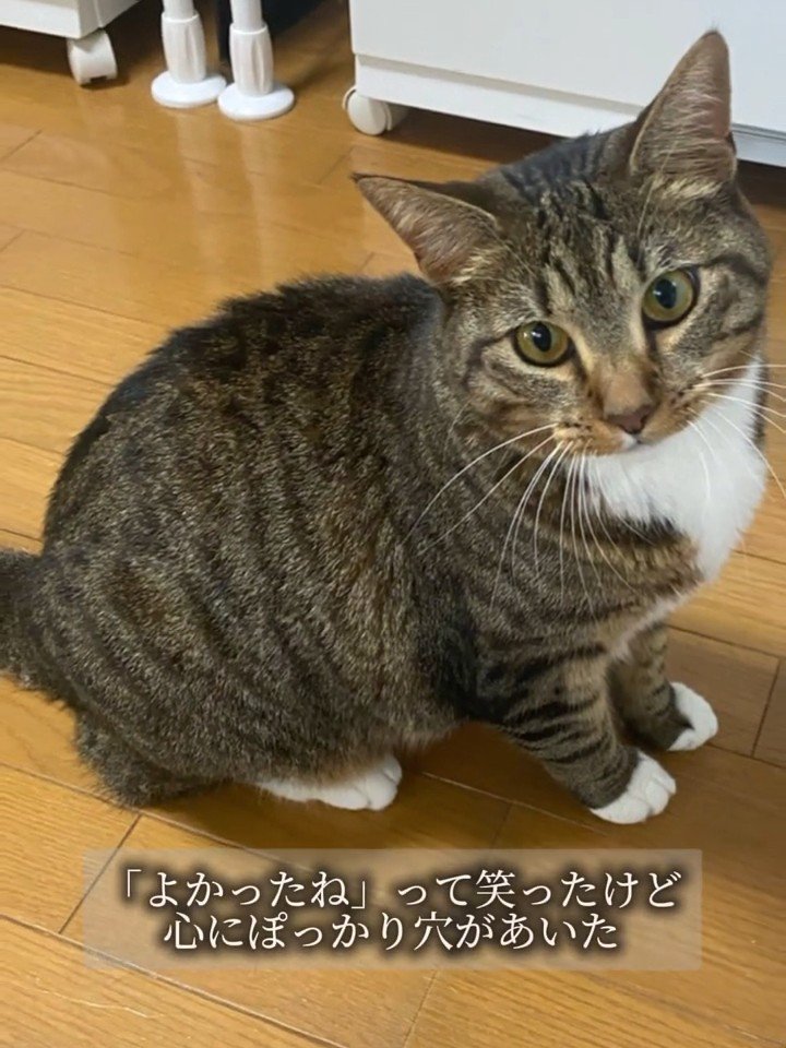 おすわりして見上げる成猫