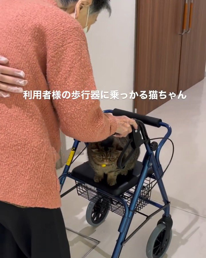 歩行器に座る猫