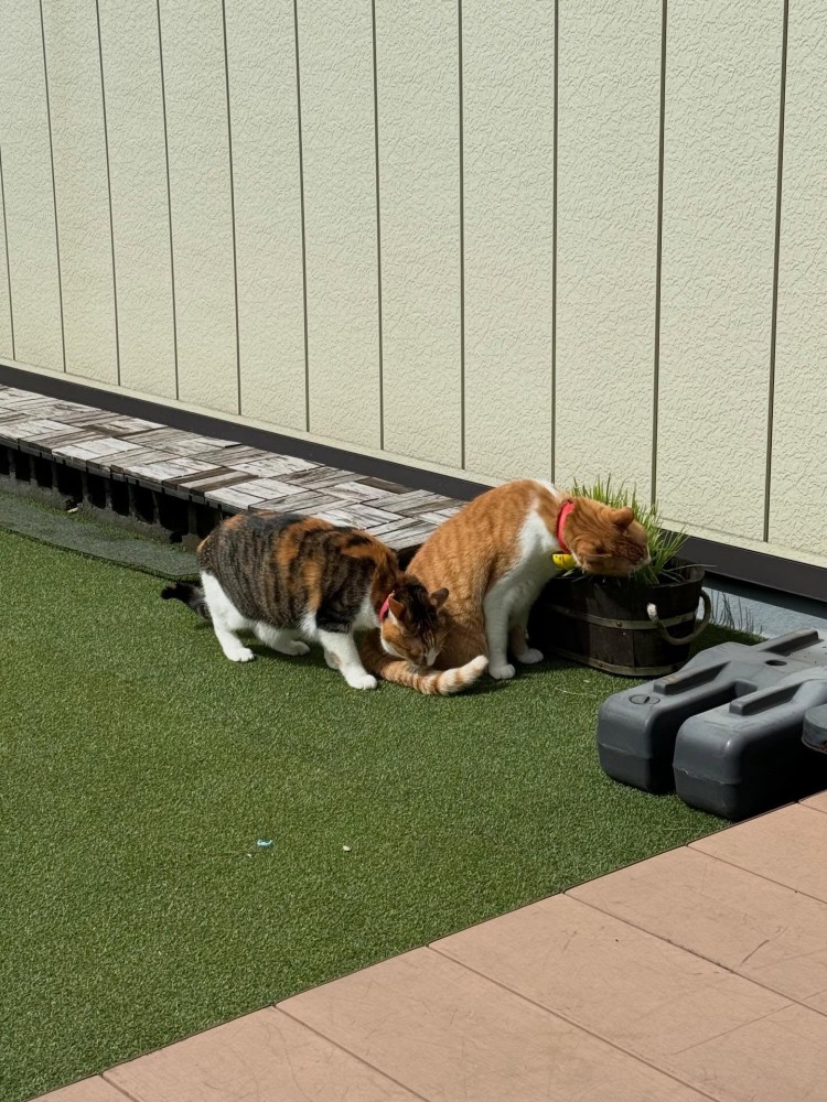 庭にいる2匹の猫