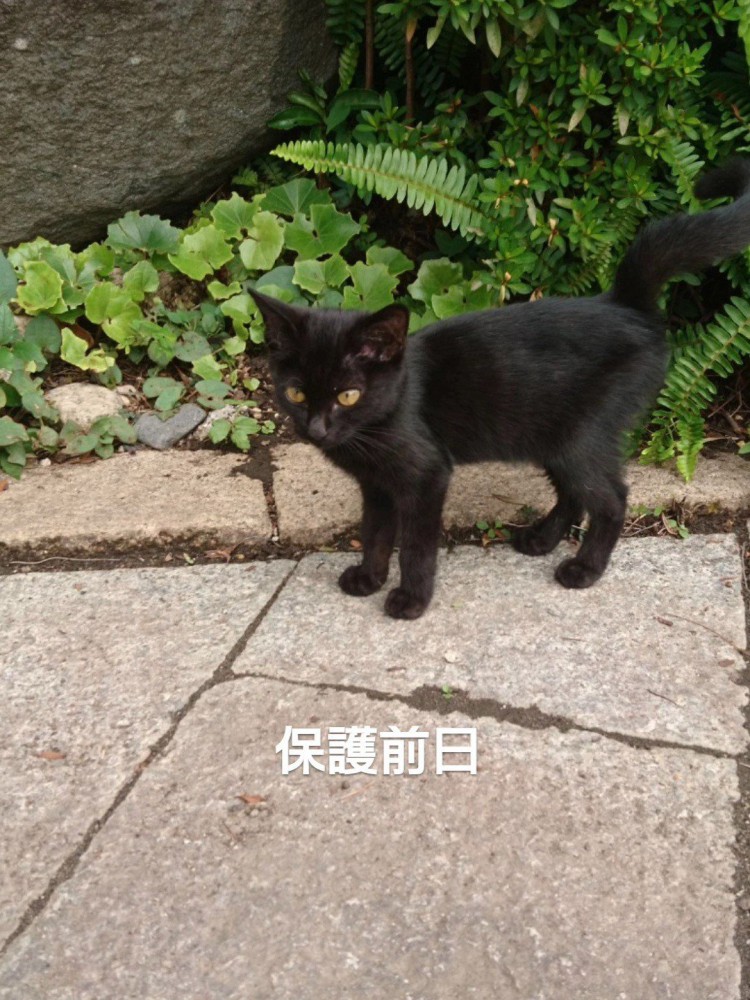 外に立っている子猫