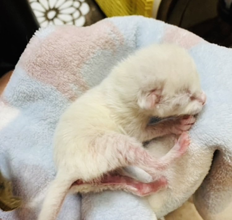 タオルの上で眠る子猫