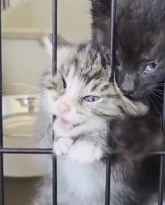 ケージの金具に顔が引っかかっているキジトラ猫