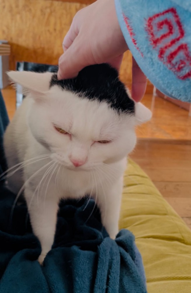 頭をなでられる猫