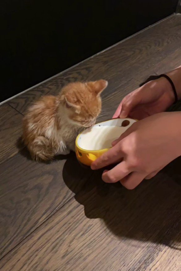 ミルクを与えられる猫