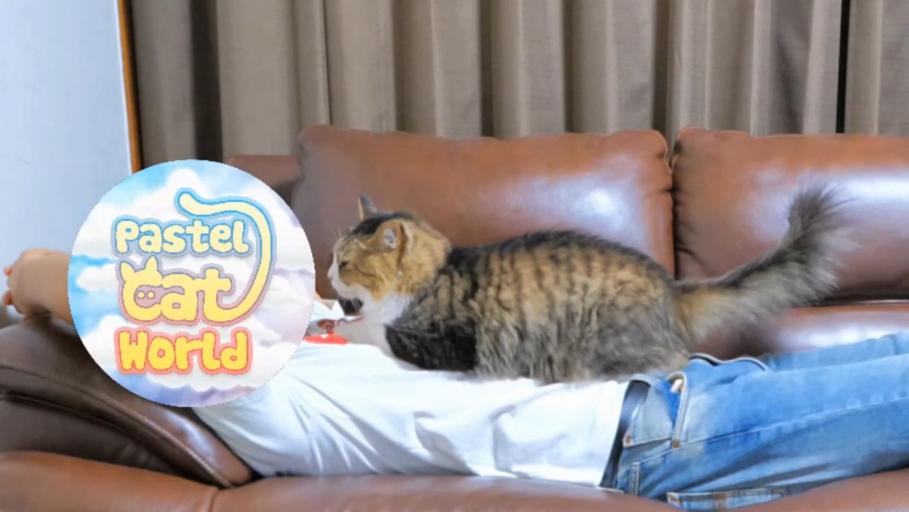 人のお腹の上に座る猫