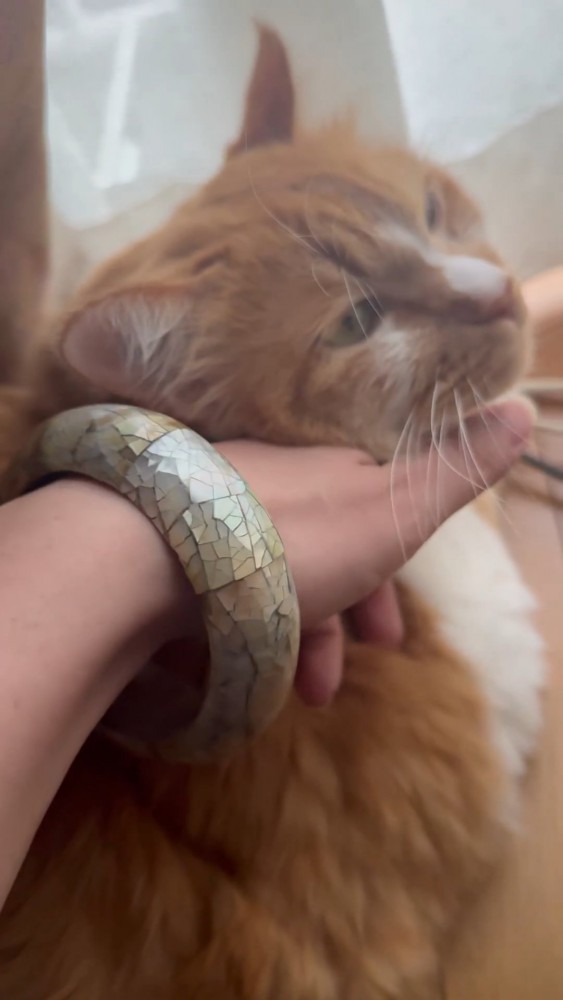 顔をなでられる猫