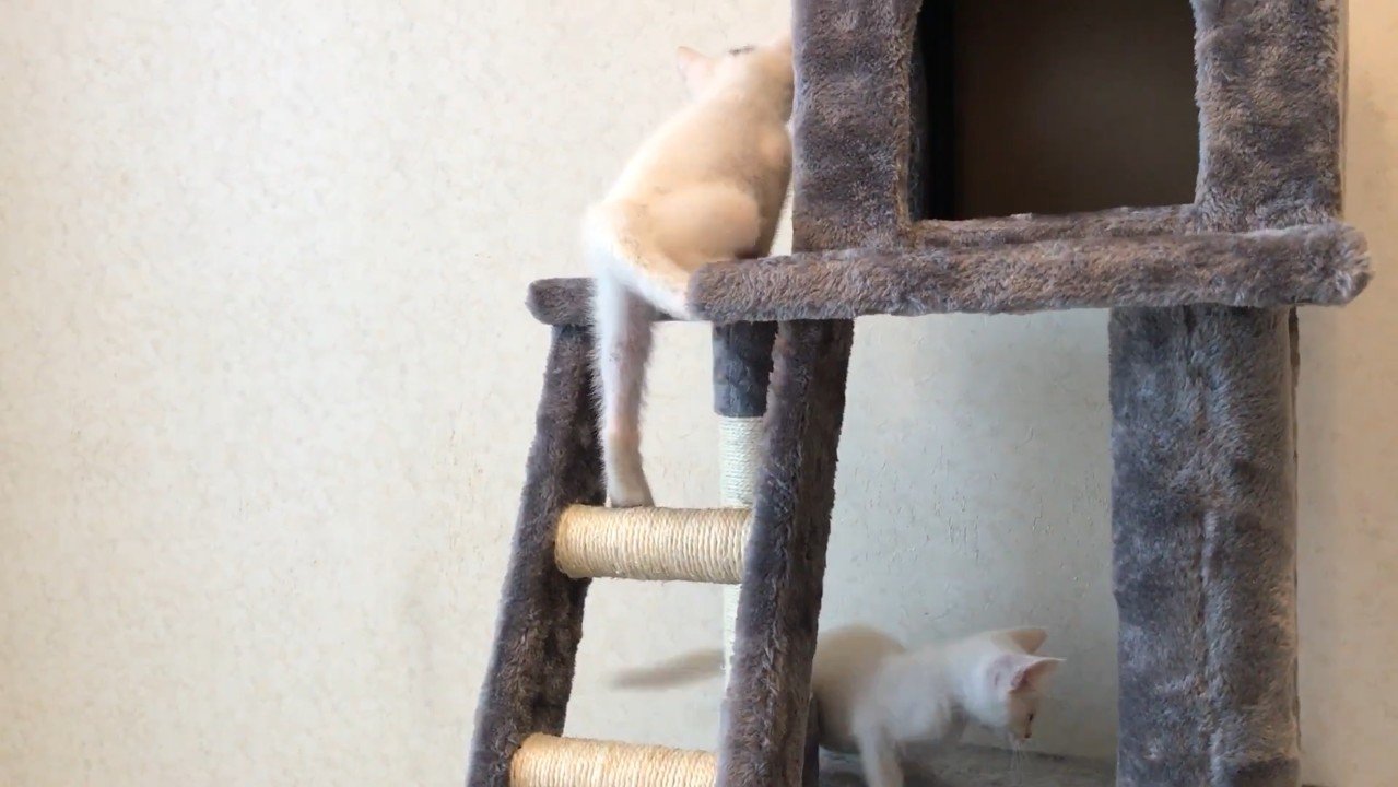 登る後ろ姿