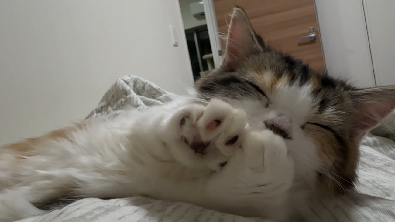 ふみふみタイム中の猫さん